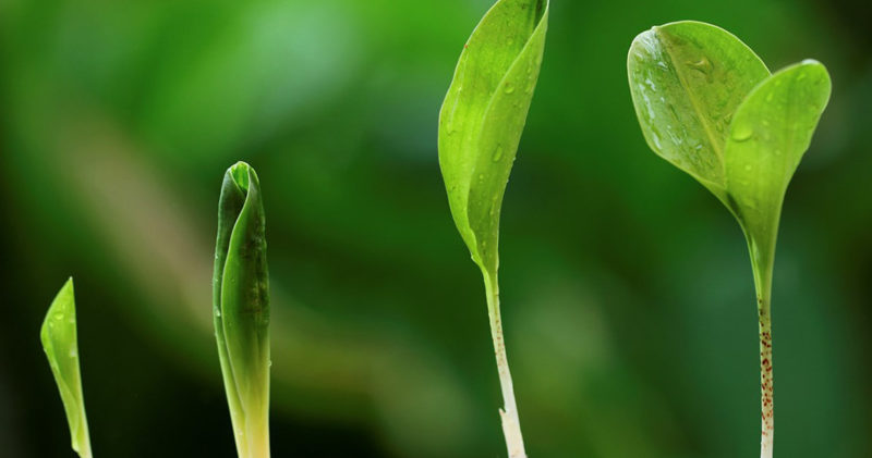 case-study-AgroCares-image