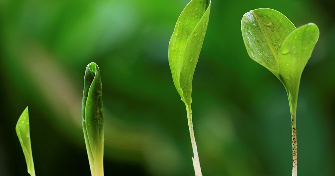 case-study-AgroCares-image