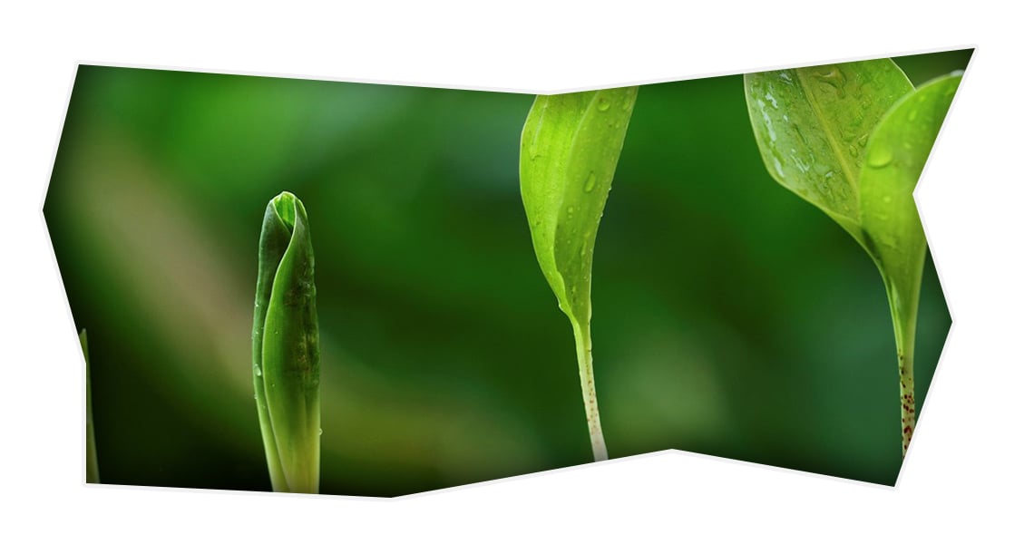 case-study-agrocares-content-1401